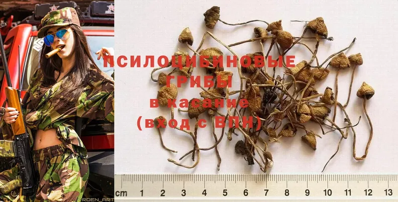 Псилоцибиновые грибы Psilocybe  Гвардейск 